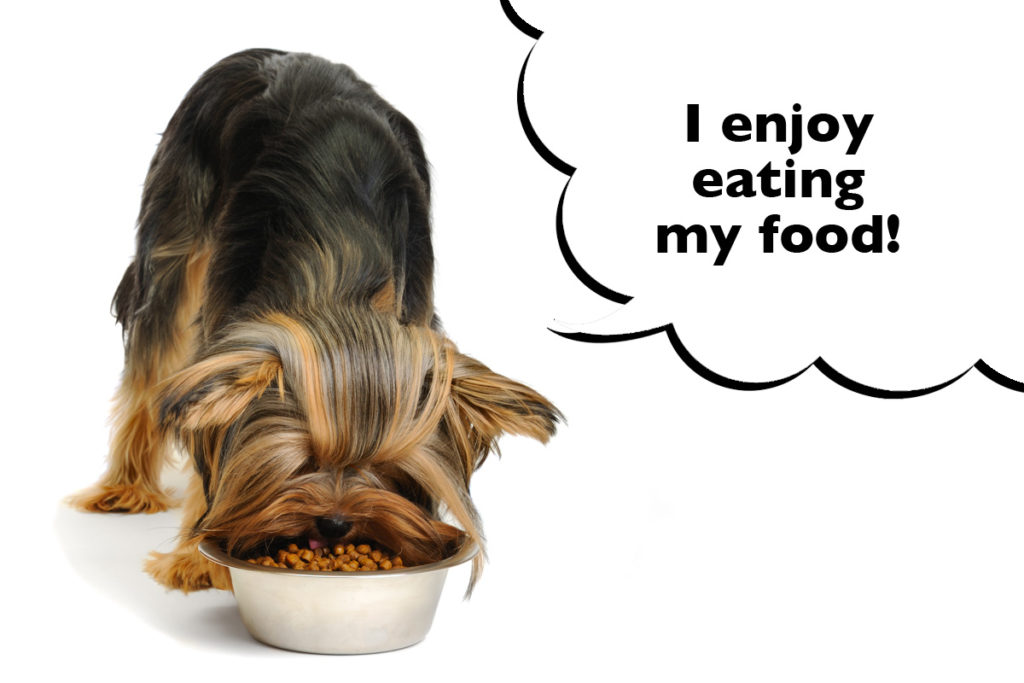 Yorkshire Terrier eating their dog food dinner on a white background with a speech bubble that says 'I enjoy eating my food!'
