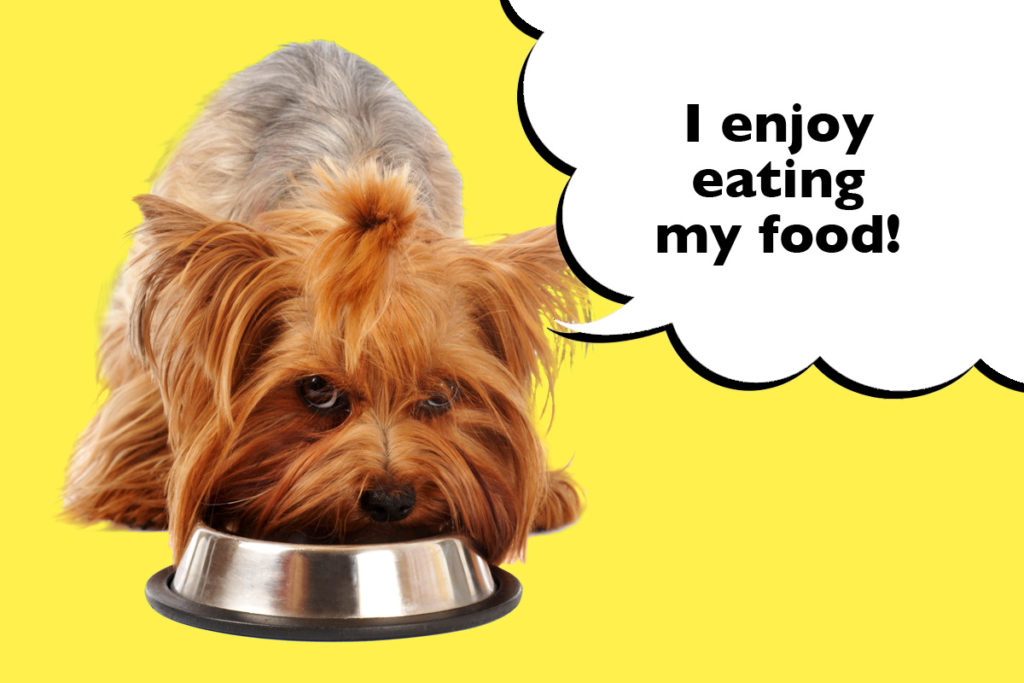 Yorkshire Terrier eating their dinner from a dog bowl on a bright yellow background with a speech bubble that says 'I enjoy eating my food!'
