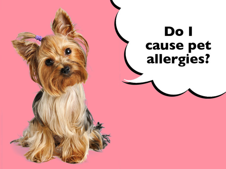 Are Yorkshire Terriers Hypoallergenic?