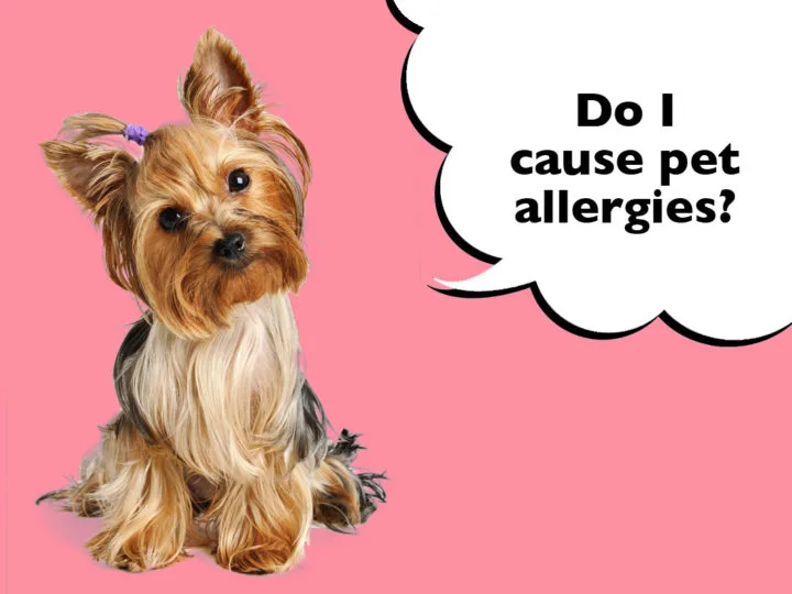 Are Yorkshire Terriers Hypoallergenic? Yorkshire Terrier on a pink background with a speech bubble that says 'Do I cause pet allergies?'