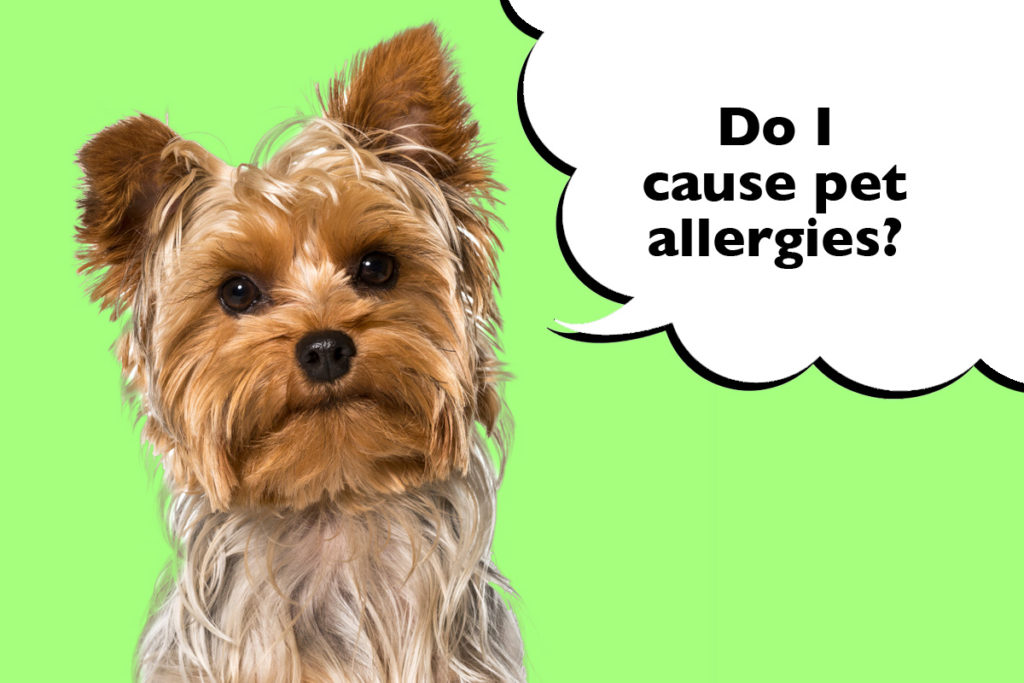 Hypoallergenic Yorkshire Terrier on a green background with a speech bubble that says 'Do I cause pet allergies?'