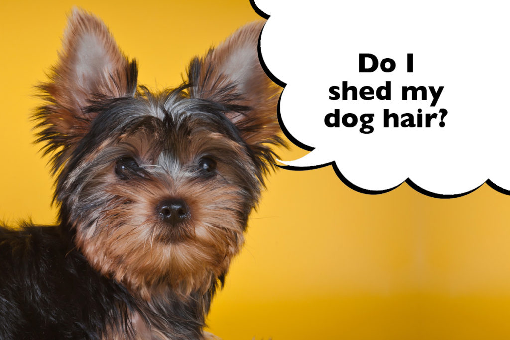 Yorkshire Terrier on bright yellow background with a speech bubble they says 'Do I shed my dog hair/'