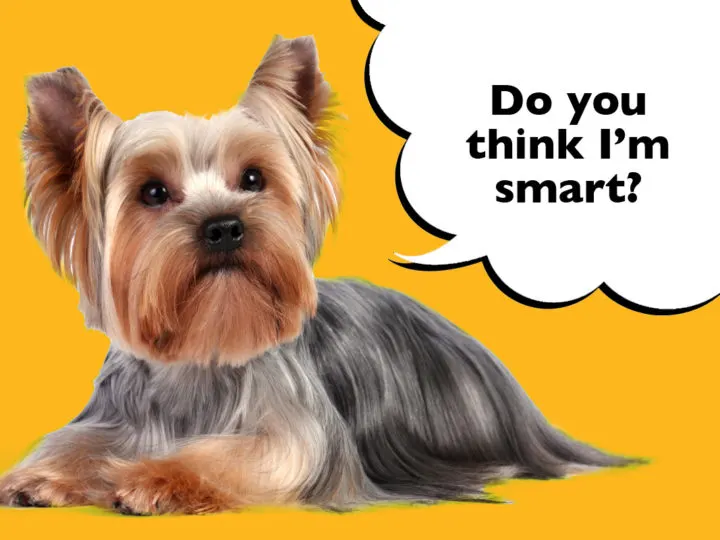 Are Yorkshire Terriers Smart?
