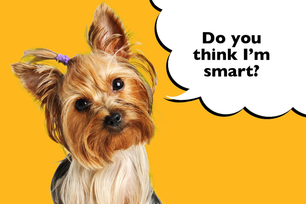 Yorkshire Terrier with head tilted sideways on a bright orange background with a speech bubble that says 'Do you think I'm smart?'