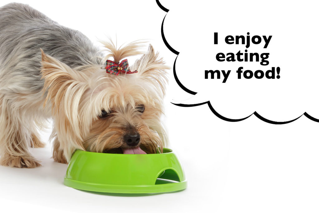 Yorkshire Terrier eating their dinner from a dog bowl on a white background with a speech bubble that says 'I enjoy eating my food!'