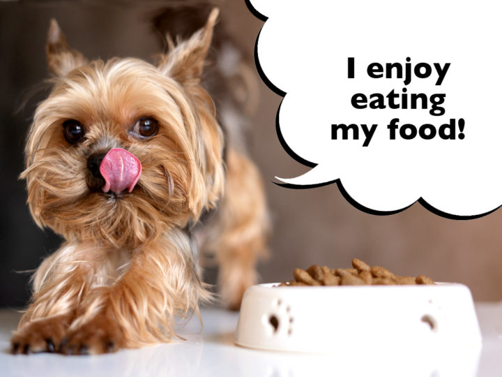 What Do Yorkshire Terriers Eat?