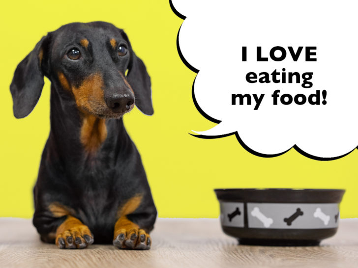 What Dog Food Do Dachshunds Eat?