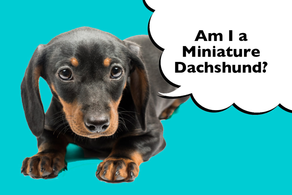 Dachshund puppy laying on a blue background with speech bubble that says 'Am I a Miniature Dachshund?'