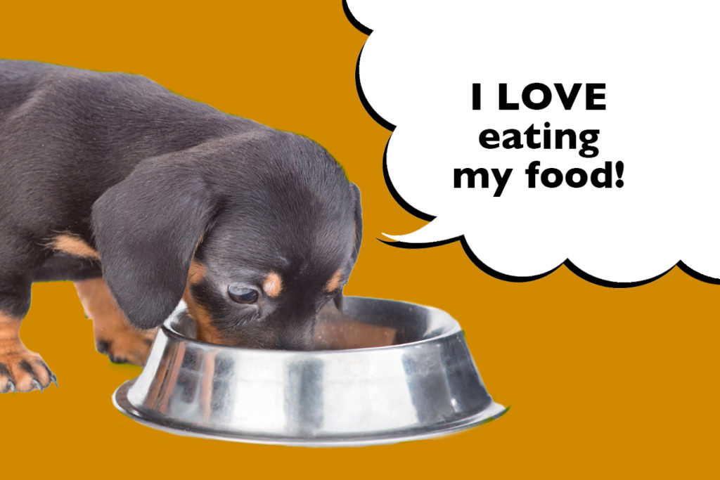 Dachshund puppy on an orange background eating dog food from their dog bowl with a speech bubble that says 'I love eating my food'.