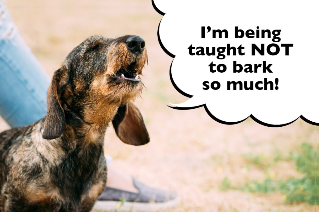 Dachshund barking while in the park with a speech bubble that says 'I'm being taught not to bark so much"