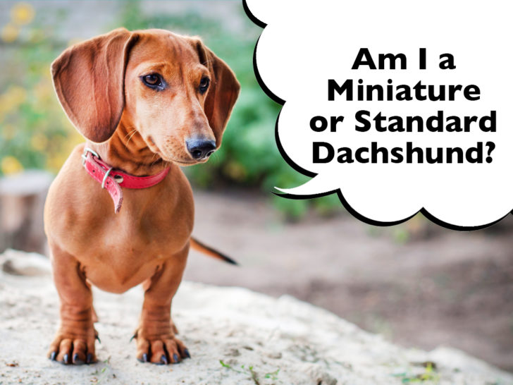 Is My Dachshund Miniature Or Standard Size?