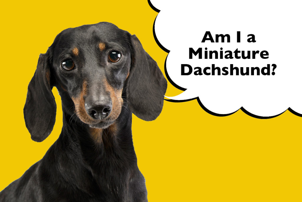 Dachshund puppy laying on a yellow background with speech bubble that says 'Am I a Miniature Dachshund?'