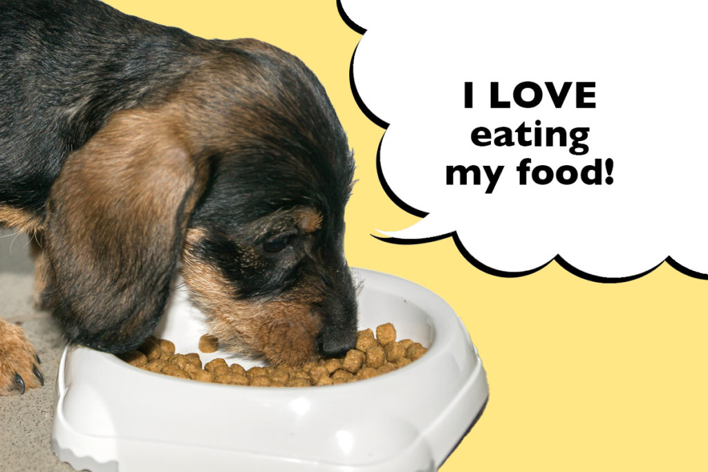 Dachshund puppy on a yellow background eating dog food from their dog bowl with a speech bubble that says 'I love eating my food'.