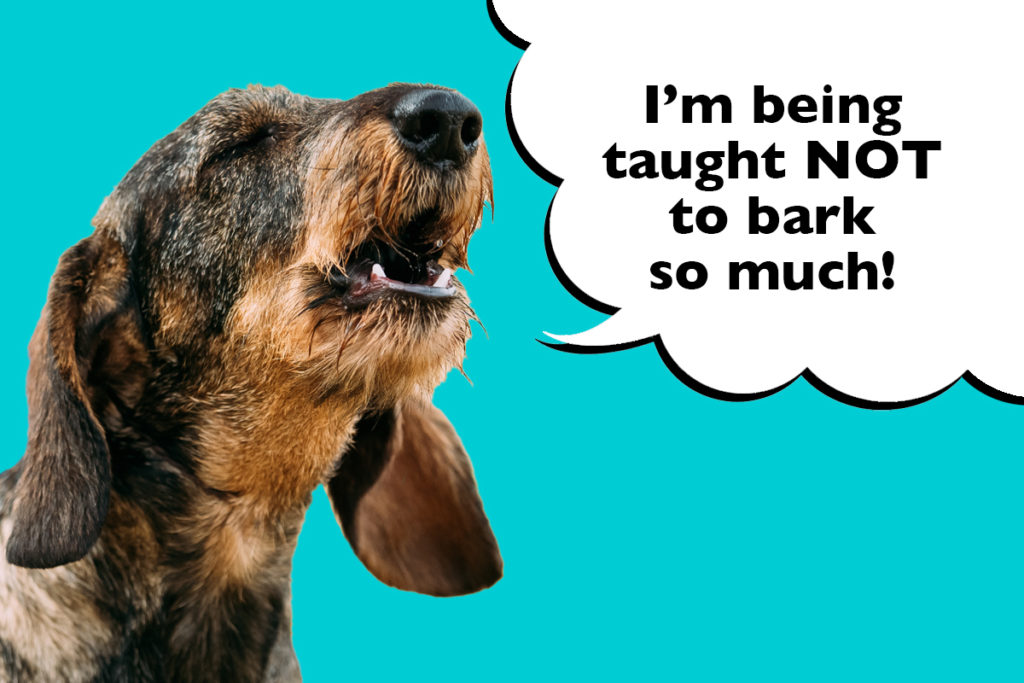 Dachshund barking on blue background with speech bubble that says 'I'm being taught not to bark so much"